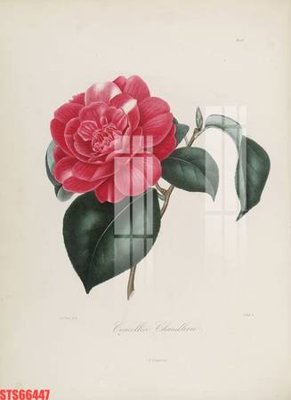 File gốc Tranh sơn dầu phương tây tổng hợp STS66447 (PNG) không nền chất lượng