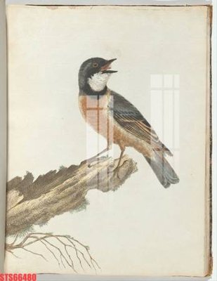 File in trần Tranh sơn dầu phương tây tổng hợp STS66480 (bản gốc) 5D