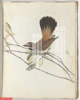 Ảnh gốc Tranh sơn dầu phương tây tổng hợp STS66481 (siêu chi tiết) để in ấn