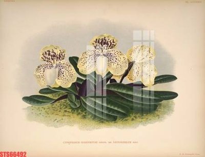 File tranh gốc PSD Tranh sơn dầu phương tây tổng hợp STS66492 còn nguyên layer