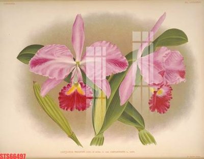 Tải file gốc Tranh sơn dầu phương tây tổng hợp STS66497 (in khổ lớn) không vỡ