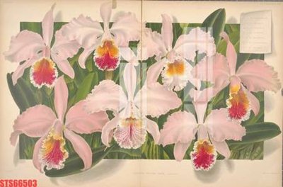 File tranh quảng cáo Tranh sơn dầu phương tây tổng hợp STS66503 (file gốc) chuyên nghiệp