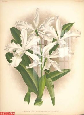 Tải file Tranh sơn dầu phương tây tổng hợp STS66522 (gốc) in ấn ngay lập tức