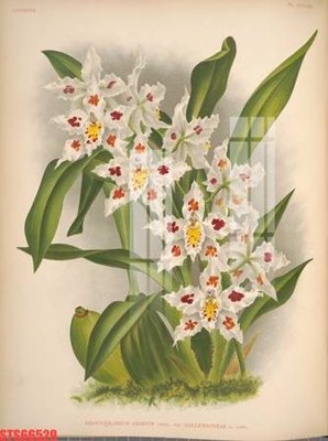 File tranh Tranh sơn dầu phương tây tổng hợp STS66529 (gốc) in trên kính