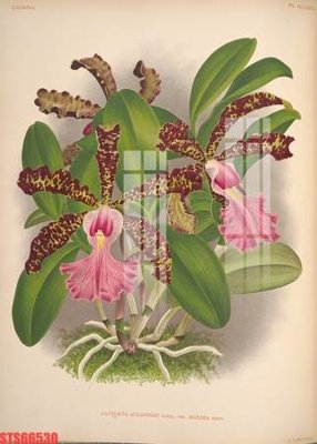 Tải file Tranh sơn dầu phương tây tổng hợp STS66530 (gốc) chủ đề hoa sen