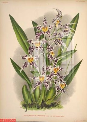 File tranh Tranh sơn dầu phương tây tổng hợp STS66533 (ảnh gốc) in trần 3D