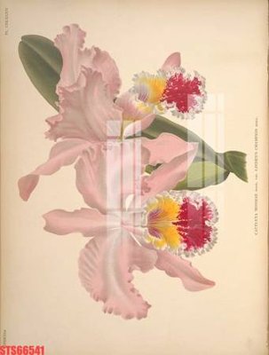 Ảnh gốc Tranh sơn dầu phương tây tổng hợp STS66541 (nét căng) in mica