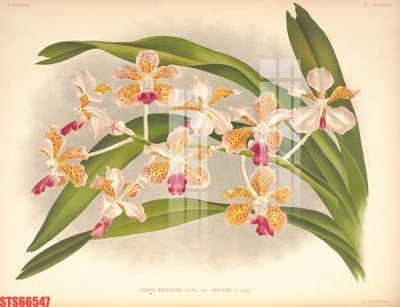 File tranh Tranh sơn dầu phương tây tổng hợp STS66547 (bản gốc) treo phòng ăn