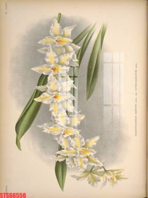 File gốc Tranh sơn dầu phương tây tổng hợp STS66550 (in lụa) tranh mã đáo