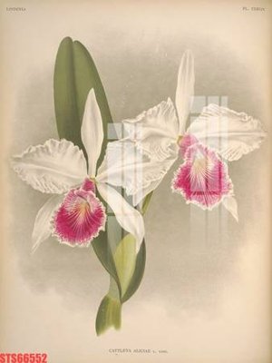 Tải file Tranh sơn dầu phương tây tổng hợp STS66552 (PSD) cho in tranh kính