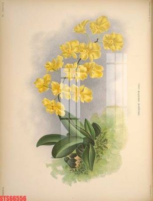 File tranh Tranh sơn dầu phương tây tổng hợp STS66556 (file gốc) chuẩn màu in