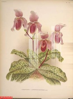 File in mica Tranh sơn dầu phương tây tổng hợp STS66561 (bản gốc) làm vách ngăn