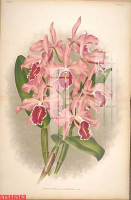 File in trần Tranh sơn dầu phương tây tổng hợp STS66563 (bản gốc) hoa văn