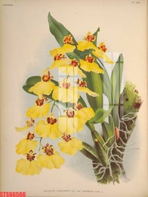 Tải file Tranh sơn dầu phương tây tổng hợp STS66566 (gốc) in tranh tráng gương