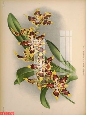 File ảnh Tranh sơn dầu phương tây tổng hợp STS66570 (gốc) trang trí khách sạn