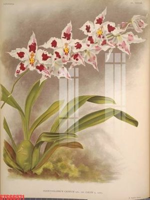 Ảnh gốc Tranh sơn dầu phương tây tổng hợp STS66571 (độ nét cao) in tráng gương