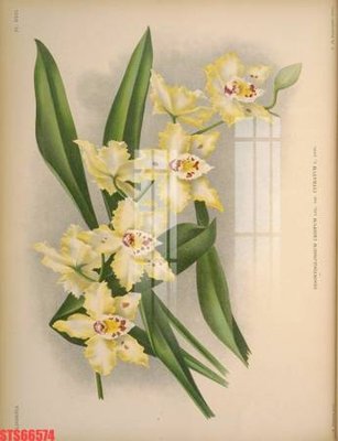 File ảnh Tranh sơn dầu phương tây tổng hợp STS66574 (gốc) in biển hiệu