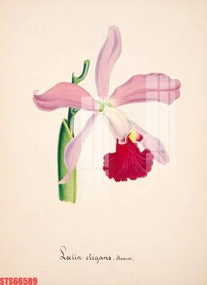 File gốc Tranh sơn dầu phương tây tổng hợp STS66589 (ảnh chi tiết) để in lụa