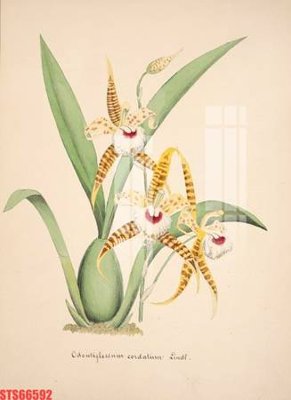 Download file gốc Tranh sơn dầu phương tây tổng hợp STS66592 (in lụa) cao cấp