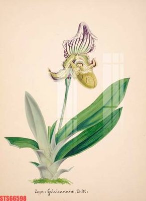 File tranh Tranh sơn dầu phương tây tổng hợp STS66598 (ảnh gốc) in trần 3D