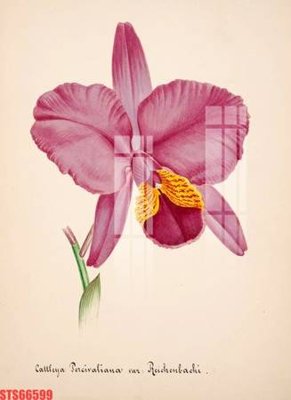 File tranh trang trí Tranh sơn dầu phương tây tổng hợp STS66599 (file gốc)