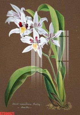 File gốc Tranh sơn dầu phương tây tổng hợp STS66621 (PNG) trong suốt (transparent)