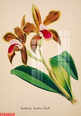 Download file Tranh sơn dầu phương tây tổng hợp STS66624 (chuẩn in) chất lượng cao