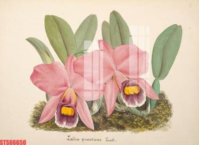 Ảnh gốc Tranh sơn dầu phương tây tổng hợp STS66650 (nét căng) in mica