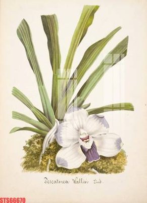 File tranh Tranh sơn dầu phương tây tổng hợp STS66670 (bản gốc) in lụa 3D