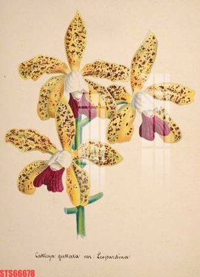 Chi tiết file tranh tráng gương Tranh sơn dầu phương tây tổng hợp STS66678 (ảnh gốc)