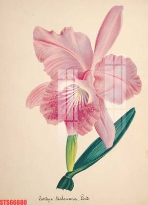 Tệp tin gốc Tranh sơn dầu phương tây tổng hợp STS66680 (dùng cho in ấn) chuyên nghiệp