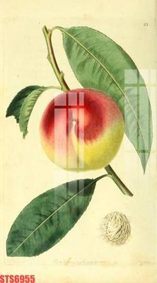 File gốc Tranh sơn dầu phương tây tổng hợp STS6955 (in ấn) màu sắc trung thực