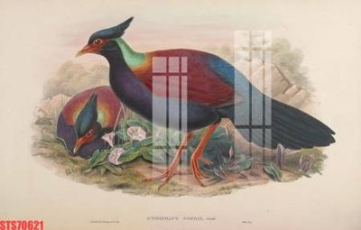 Tải file gốc in lụa Tranh sơn dầu phương tây tổng hợp STS70621 siêu nét