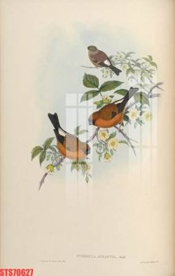 File gốc Tranh sơn dầu phương tây tổng hợp STS70627 (trang trí) phòng trẻ em