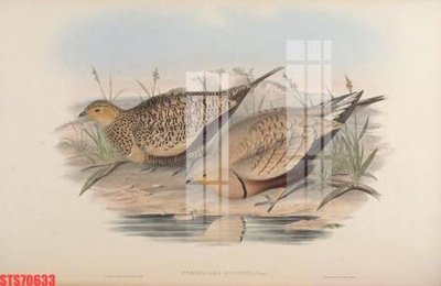 File gốc Tranh sơn dầu phương tây tổng hợp STS70633 (chuẩn màu) cho in offset