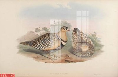 Tải về file tranh gốc Tranh sơn dầu phương tây tổng hợp STS70634 (để in quảng cáo)