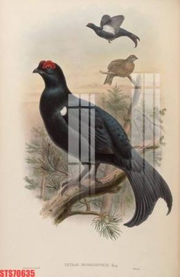 File ảnh Tranh sơn dầu phương tây tổng hợp STS70635 (gốc) cho trang trí nhà hàng