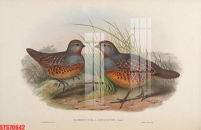 File tranh PSD Tranh sơn dầu phương tây tổng hợp STS70642 chất lượng cao