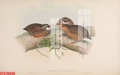 File gốc Tranh sơn dầu phương tây tổng hợp STS70648 (ảnh chi tiết) để in trần