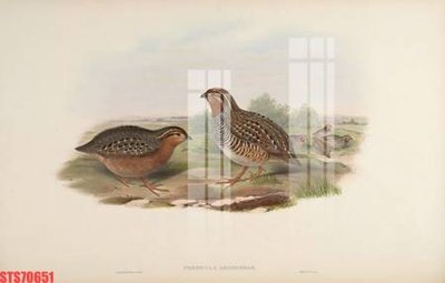 File PSD Tranh sơn dầu phương tây tổng hợp STS70651 (bản gốc) dễ dàng edit