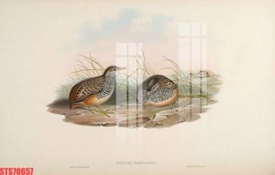 Tệp tin gốc Tranh sơn dầu phương tây tổng hợp STS70657 (dùng cho in ấn) chuyên nghiệp