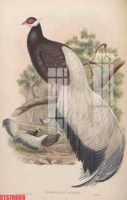 Tải file Tranh sơn dầu phương tây tổng hợp STS70669 (PSD) cho in tranh kính