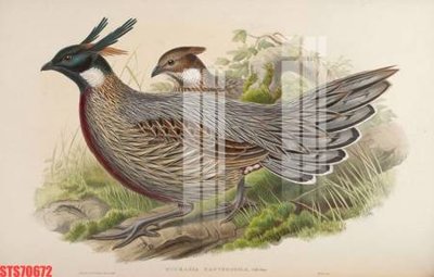 File in mica Tranh sơn dầu phương tây tổng hợp STS70672 (bản gốc) sắc sảo