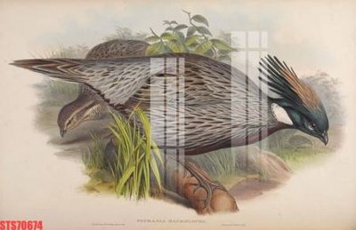 File tranh gốc Tranh sơn dầu phương tây tổng hợp STS70674 (bản quyền) độc đáo