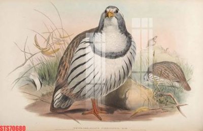 File tranh Tranh sơn dầu phương tây tổng hợp STS70680 (file gốc) chủ đề phong thủy