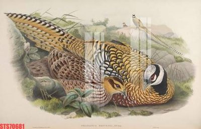 File tranh gốc in trần nhà Tranh sơn dầu phương tây tổng hợp STS70681 3D