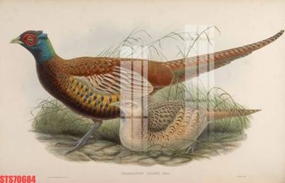 Tải file tranh Tranh sơn dầu phương tây tổng hợp STS70684 (ảnh gốc) ngay