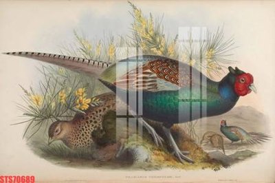 File gốc Tranh sơn dầu phương tây tổng hợp STS70689 (PNG) nền trong suốt