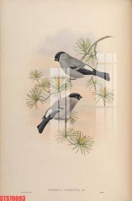 File tranh Tranh sơn dầu phương tây tổng hợp STS70693 (gốc) in backlit film