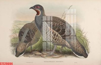 Chi tiết file gốc Tranh sơn dầu phương tây tổng hợp STS70694 (cho in tráng gương)